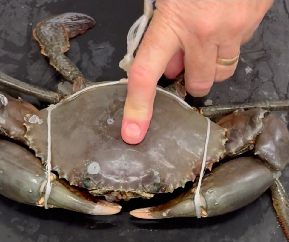 crab no tie
