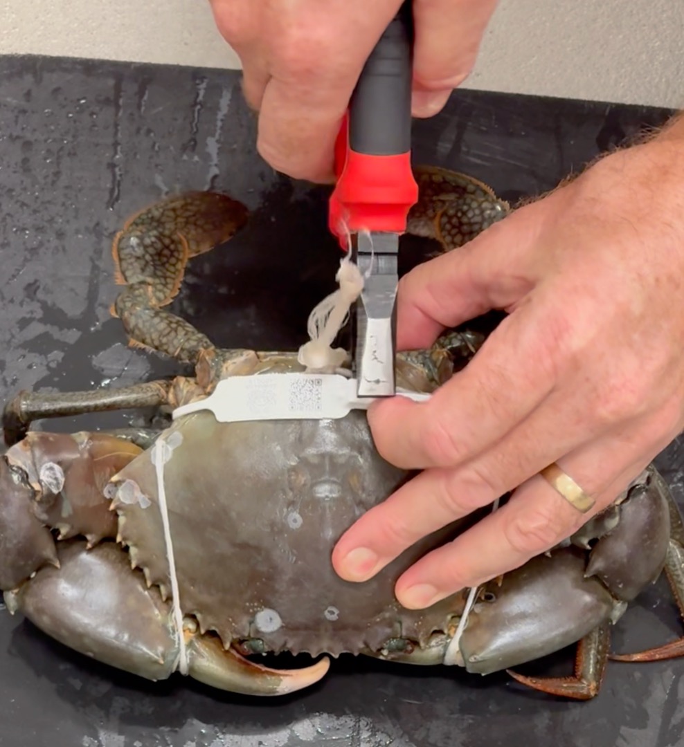 crab tie